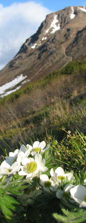 Anchorage Alaska Best Web Design and Development